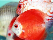 Mô hình sản xuất giống cá dĩa chủ động: Một gợi ý cho thị trường cá cảnh Việt Nam